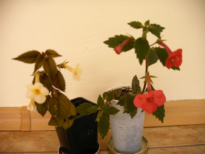 IMAG0002 - Diverse flori