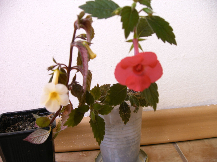 IMAG0034 - Diverse flori