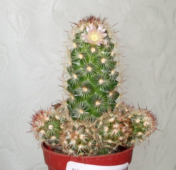 DSCF3678 - cactusi