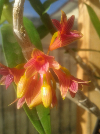29.10.11 - Dendrobium nobile
