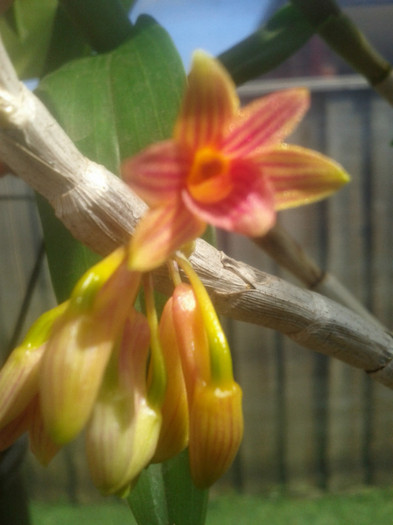 26.10.11 - Dendrobium nobile