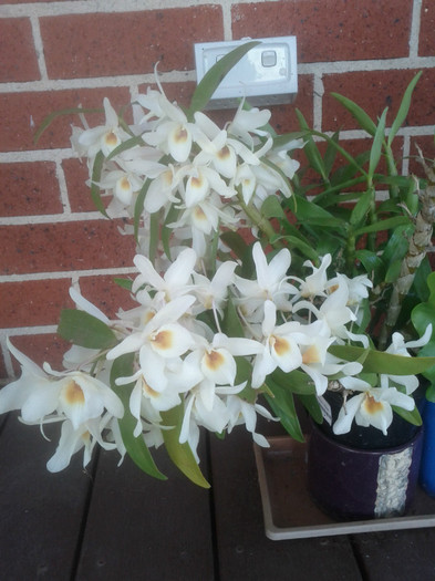 26.10.11 - Dendrobium nobile