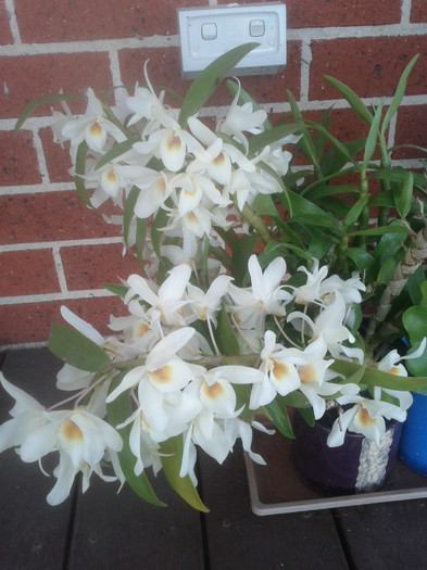  - Dendrobium nobile