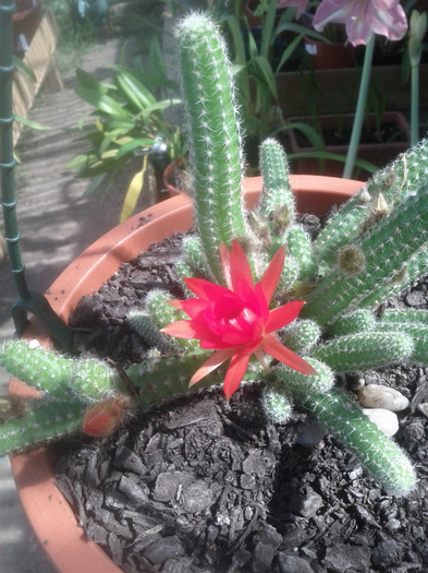 26.10.11 - Chamacereus Silvestrii peanut cactus