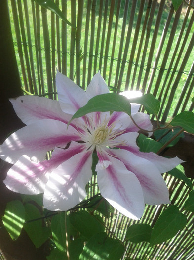 26.10.11 - Clematis Andromeda