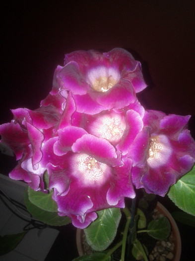 28.10.11 - Gloxinia