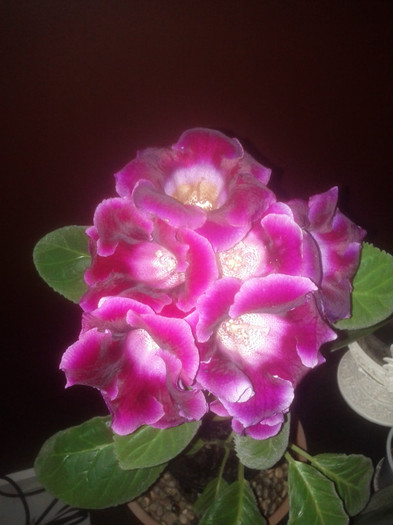 28.10.11 - Gloxinia