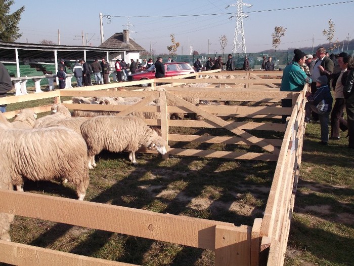 DSCF0874 - MINISTRUL TABARA LA EXPO OVINE