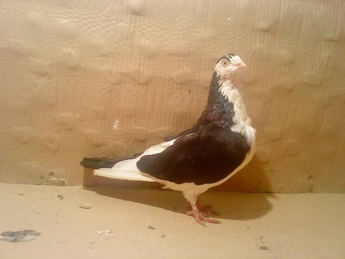 Dat in Mihai-Viteazu la Ionel - D- Porumbei JUCATORI DE GALATI VANDUTI Album 1