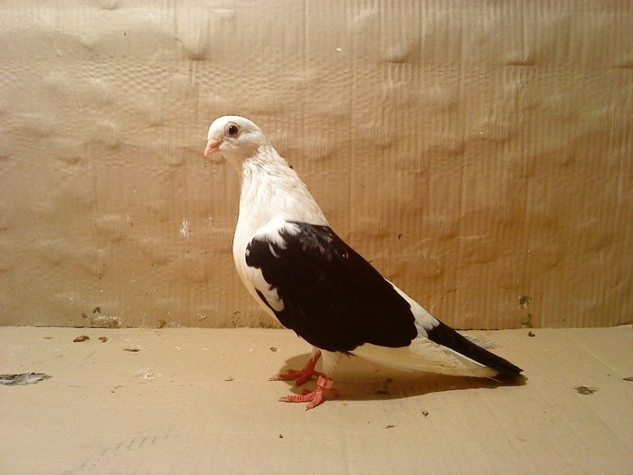 Data in Mihai-Viteazu la Ionel - D- Porumbei JUCATORI DE GALATI VANDUTI Album 1