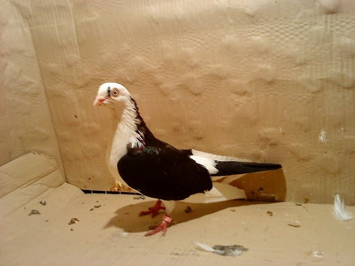 Dat in Brasov la Marius - D- Porumbei JUCATORI DE GALATI VANDUTI Album 1