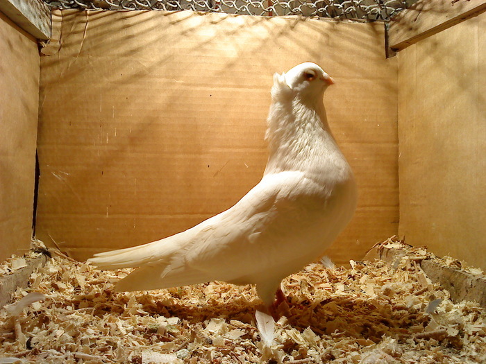 Dat in Campeni la Sturza - D- Porumbei JUCATORI DE GALATI VANDUTI Album 1