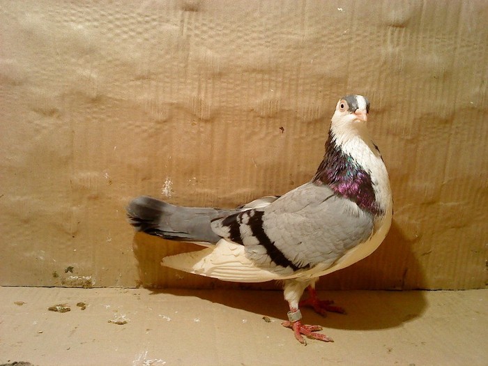 Data in Brasov la Marius - D- Porumbei JUCATORI DE GALATI VANDUTI Album 1