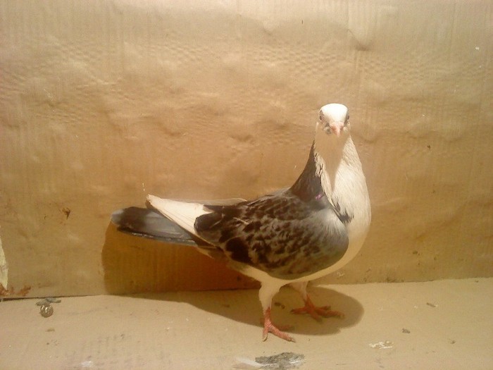 Dat in Brasov la Marius - D- Porumbei JUCATORI DE GALATI VANDUTI Album 1