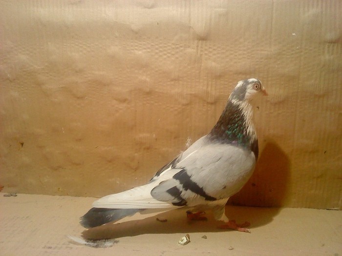 Dat in Brasov la Marius - D- Porumbei JUCATORI DE GALATI VANDUTI Album 1