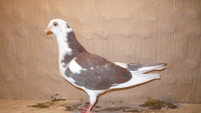 Dat in Brasov la Marius - D- Porumbei JUCATORI DE GALATI VANDUTI Album 1