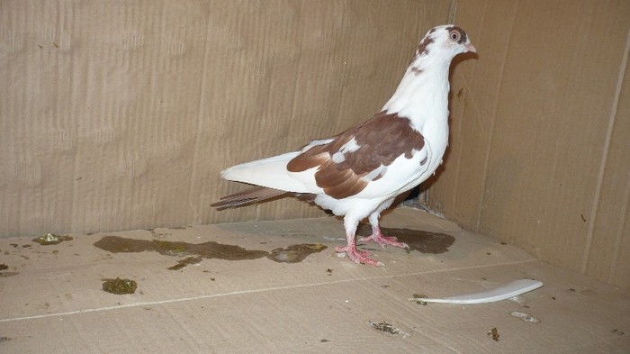 Dat in Brasov la Marius - D- Porumbei JUCATORI DE GALATI VANDUTI Album 1