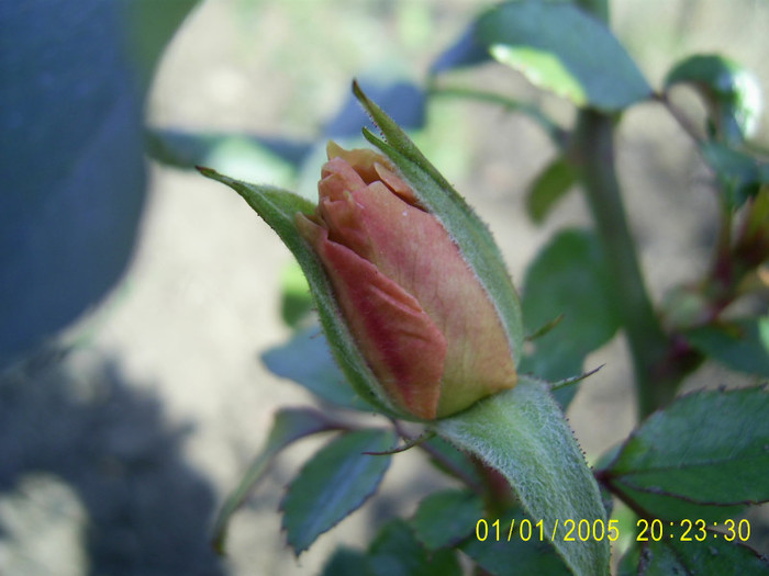 30.10.2011 (33) - Garden of roses