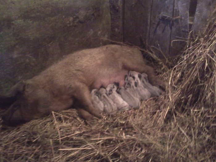 Fénykép0008 - porci mangalita-mangalica sertesek