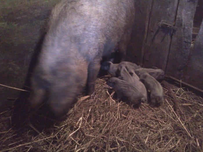 F - porci mangalita-mangalica sertesek