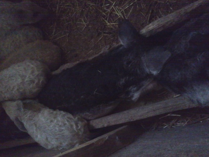 F - porci mangalita-mangalica sertesek