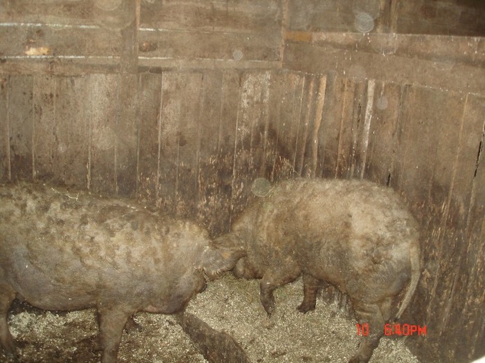 DSC04289 - porci mangalita-mangalica sertesek