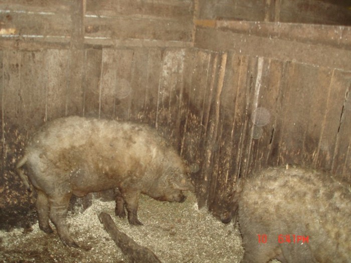 DSC04291 - porci mangalita-mangalica sertesek