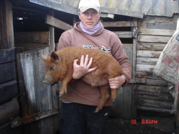 DSC04299 - porci mangalita-mangalica sertesek