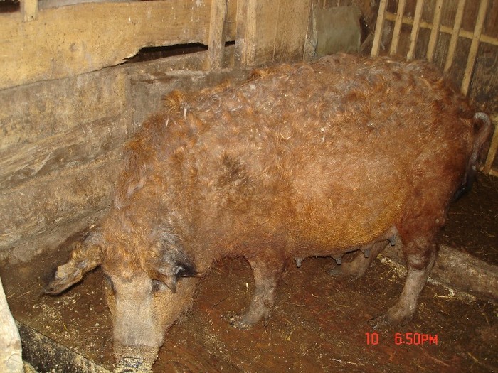 DSC04310 - porci mangalita-mangalica sertesek