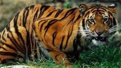 18 - tigri