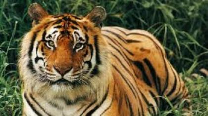 19 - tigri