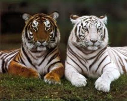 23 - tigri