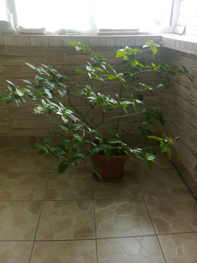 trandafir japonez; de vanzare 250 ron
