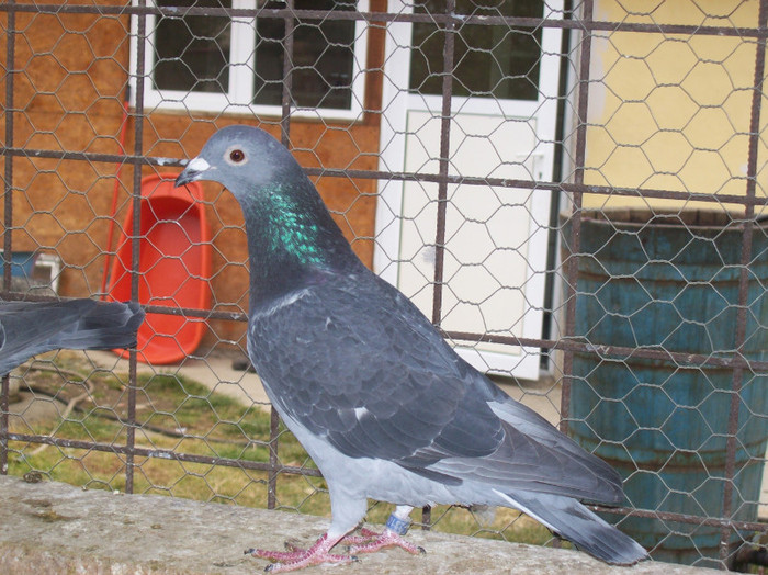 zburata ca pui Targu Bujor(250km) - lot de zbor