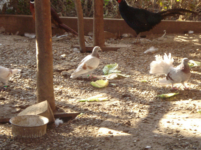 DSC00248 - PORUMBEI 2011