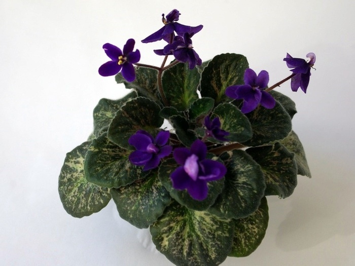 Sterling Trinket - Frunze violete