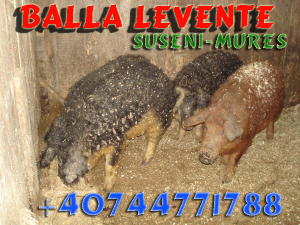 8 - porci mangalita-mangalica sertesek