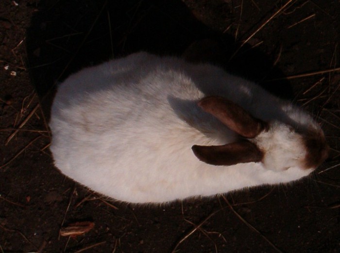 IM003219 - iepuri-nyulak