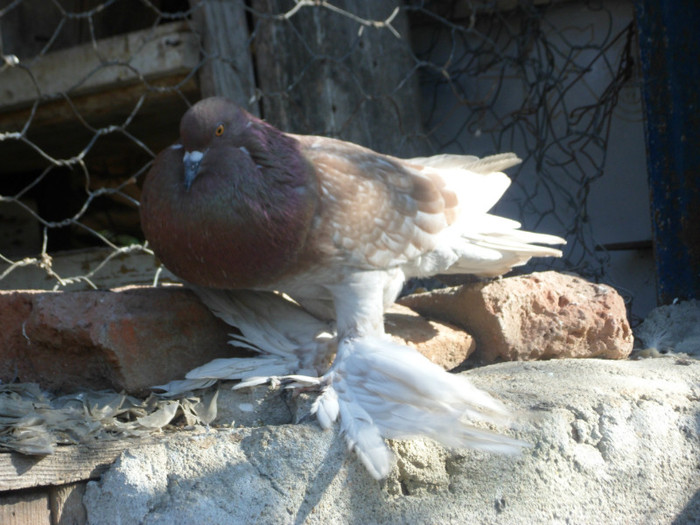 femela pomeran; SAM_3500
