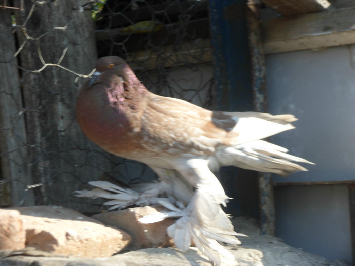 femela pomeran; SAM_3499
