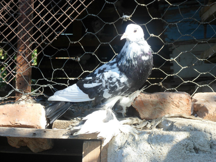 femela incaltat; SAM_3531

