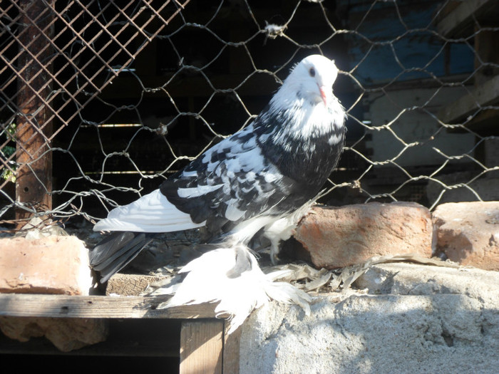 femela incaltat; SAM_3532
