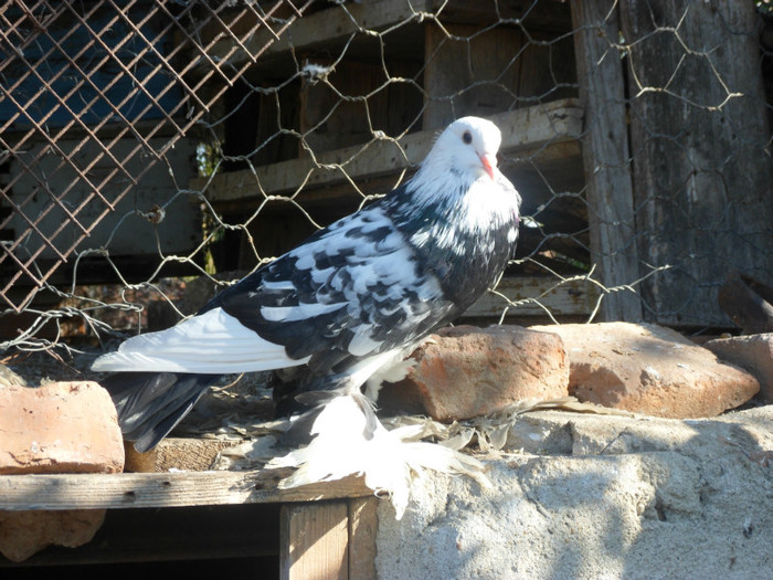 femela incaltat; SAM_3533
