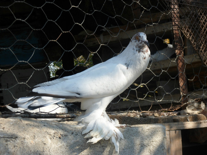 mascul metis pomeran; SAM_3555
