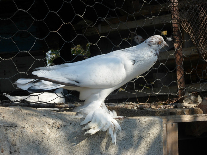 mascul metis pomeran; SAM_3556
