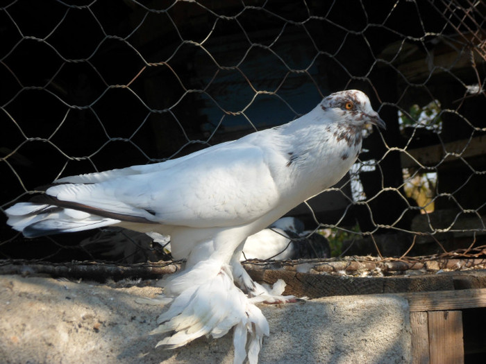 mascul metis pomeran; SAM_3557
