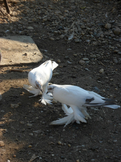 mascul metis pomeran - 2011_2_Tineret