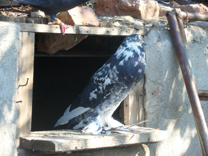 femela pomeran; SAM_3554

