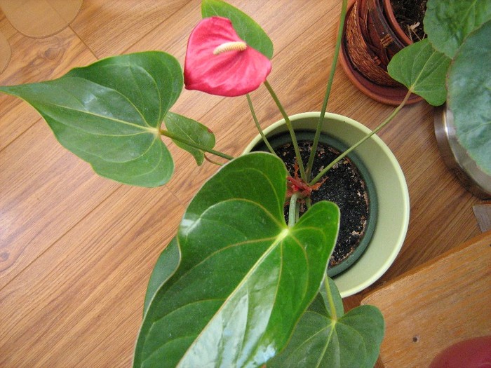 A inflorit Anthurium-ul - Evenimente