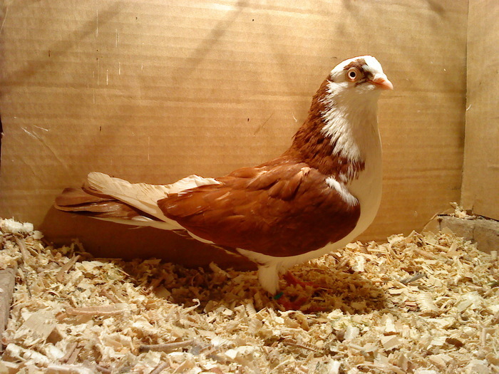 Data in Turda la Roby - D- Porumbei JUCATORI DE GALATI VANDUTI Album 1